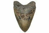 Fossil Megalodon Tooth - North Carolina #350597-1